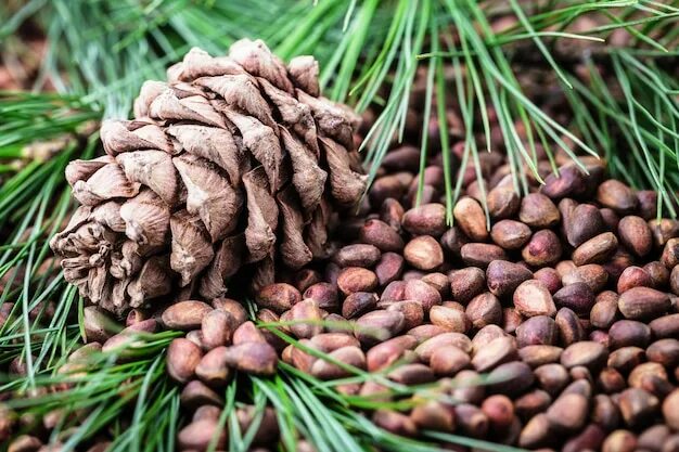 Кедр орех фото Premium Photo Siberian Cedar pine cone with nuts and green coniferous branches