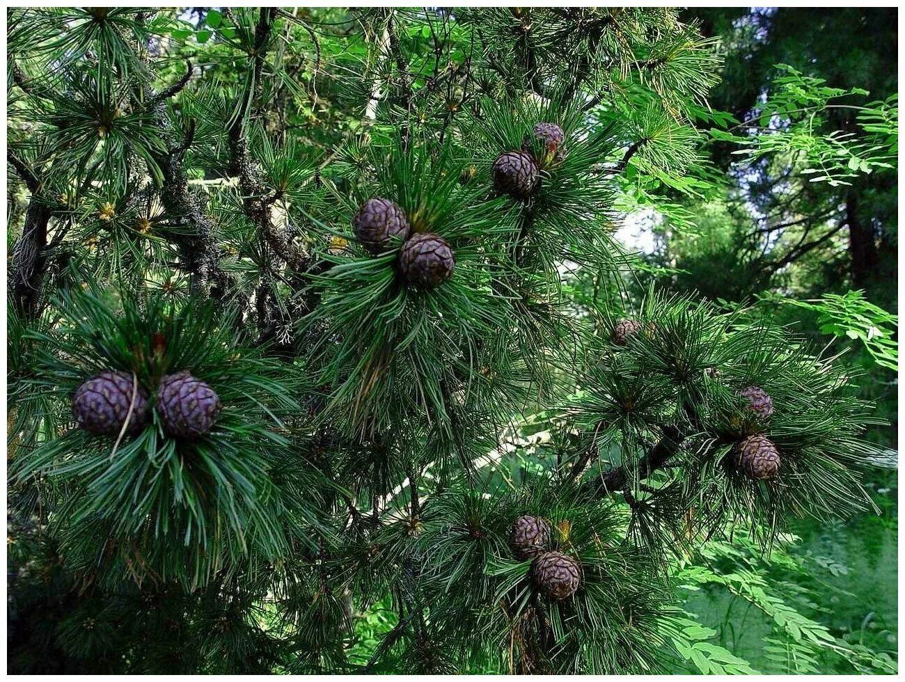 Кедр сибирский фото Эфирное масло "Кедр сибирский (Cedarwood oil)" - купить по выгодной цене на Янде