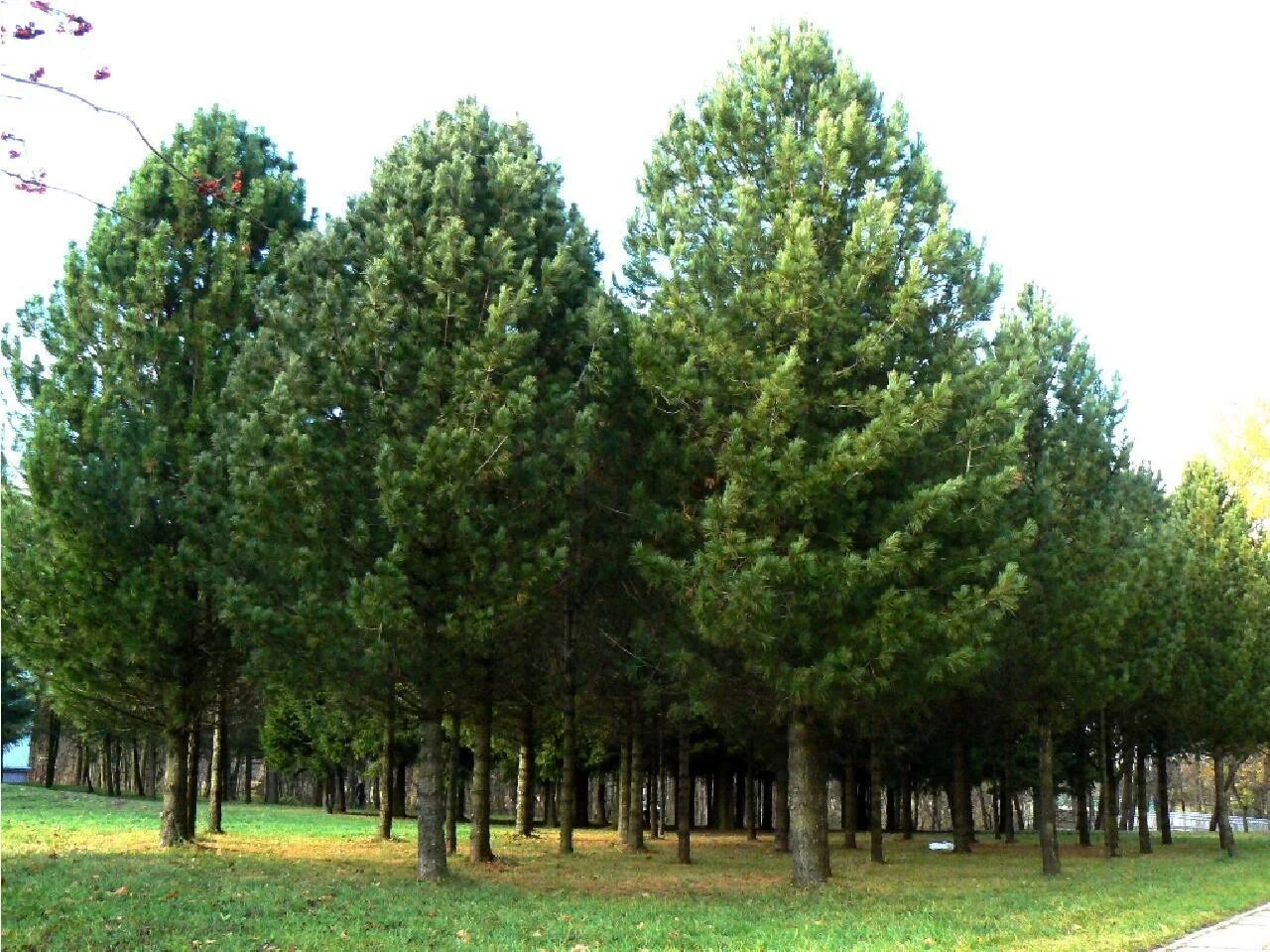 Кедр сосна сибирская фото Сосна кедровая, сибирская (Pinus sibirica) 200-250