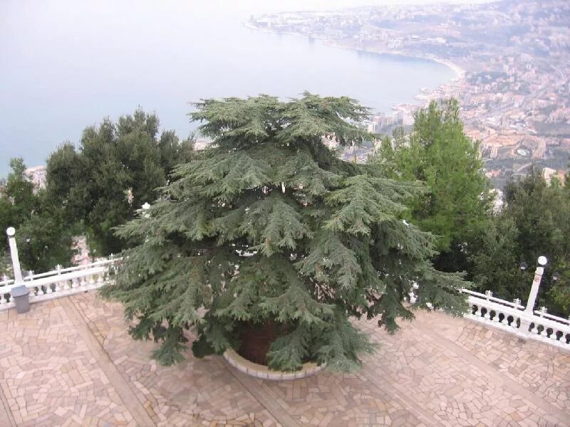Кедр в крыму фото Кедр в крыму - MosRosa.ru