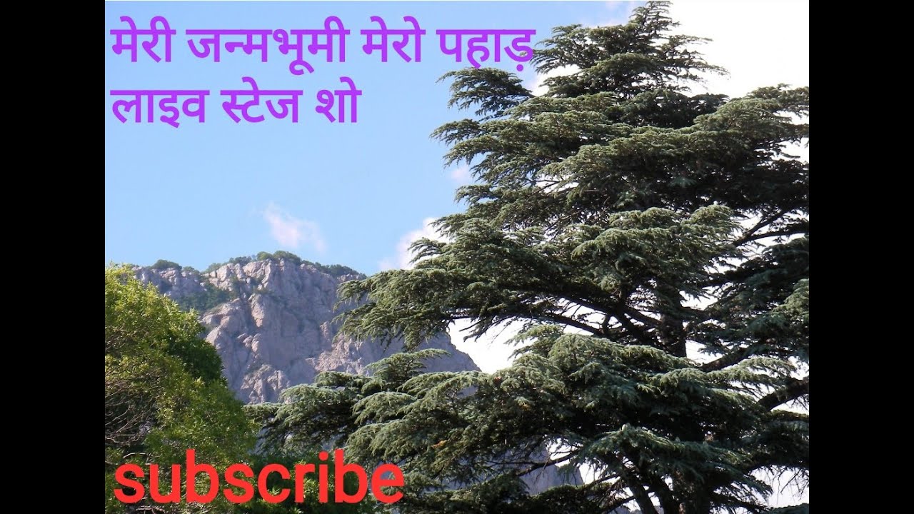 Кедр в крыму фото मेरी जन्म भूमी मेरो पहाड़. लोक गीत टीम हरिद्वार लाइव युवा महोत्सव 2021.अपनी संस्