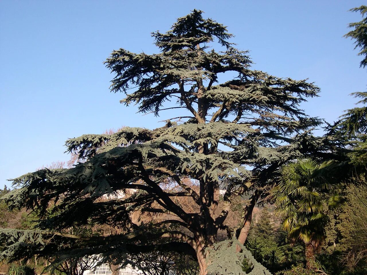 Кедр в крыму фото Кедр ливанский (Cedrus libani) - путеводитель по отдыху в Крыму