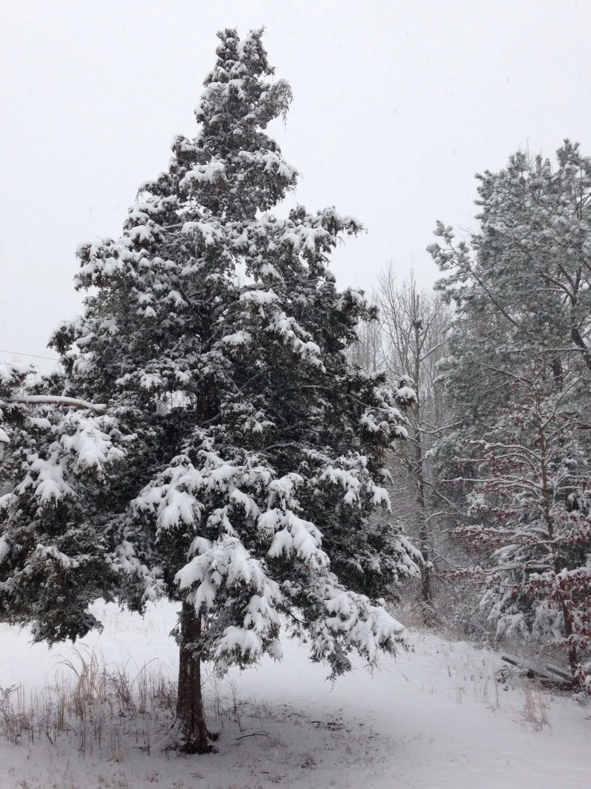 Кедр зимой фото Free Images : tree, branch, snow, winter, frost, weather, fir, season, spruce, c