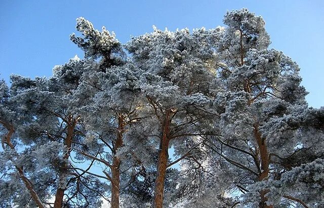 Кедр зимой фото Камбий древесины