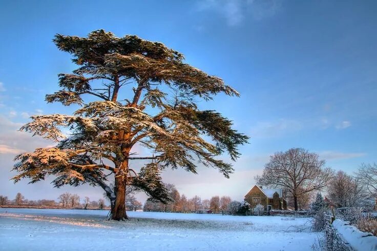 Кедр зимой фото First snow - Pixdaus Cedar trees, Winter garden, Winter scenery