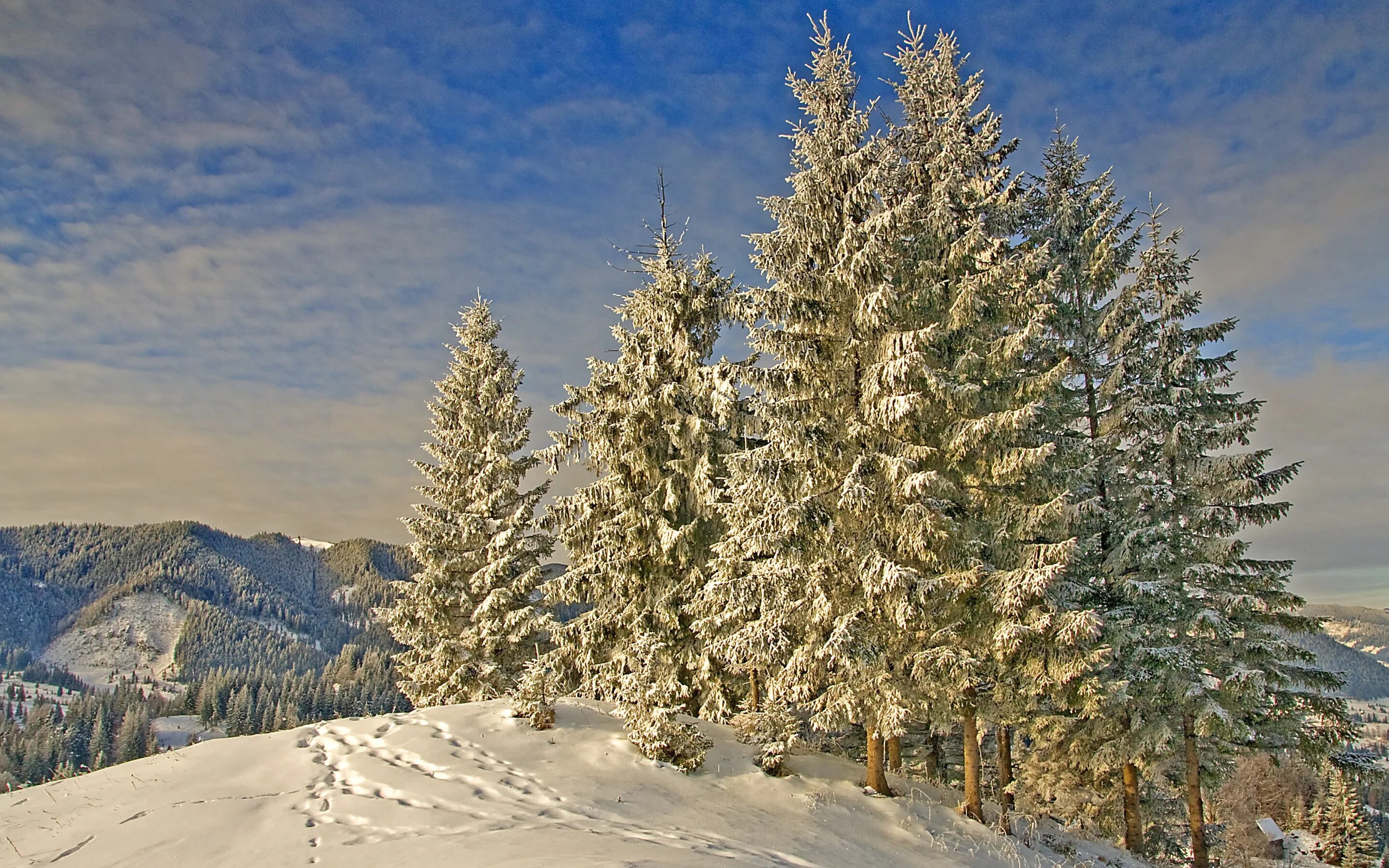 Кедр зимой фото Download wallpaper winter, snow, mountains, traces, nature, ate, frost, Nature, 