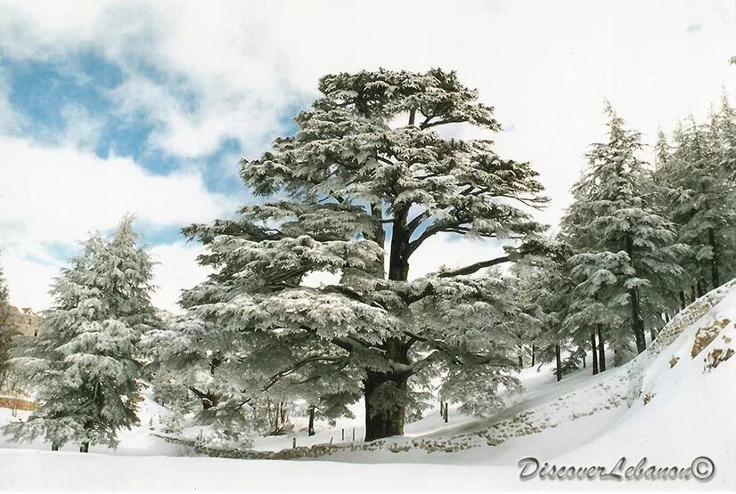 Кедр зимой фото Cedar under snow Lebanon cedar, Photo tree, Cedar