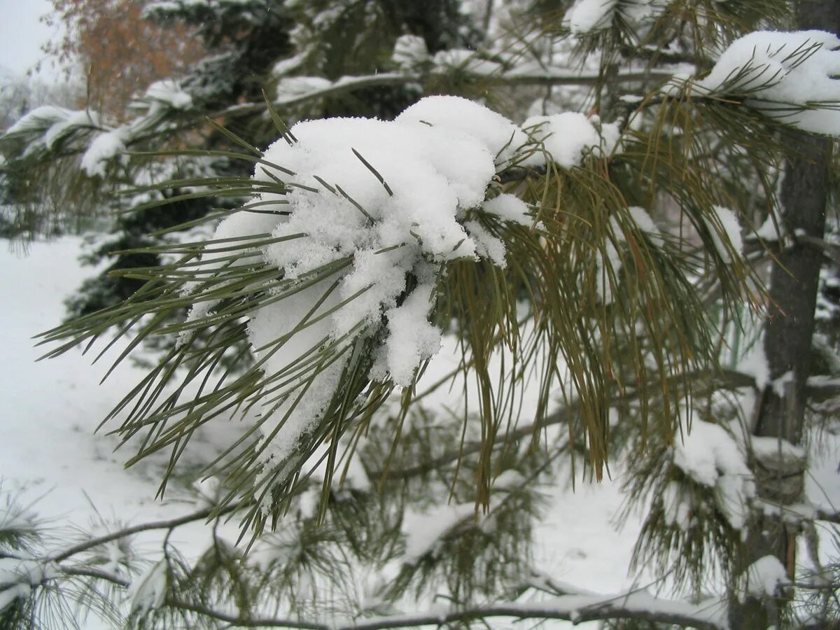 Кедр зимой фото Сосна сибирская или кедровая или кедр сибирский - Pinus sibirica Du Tour