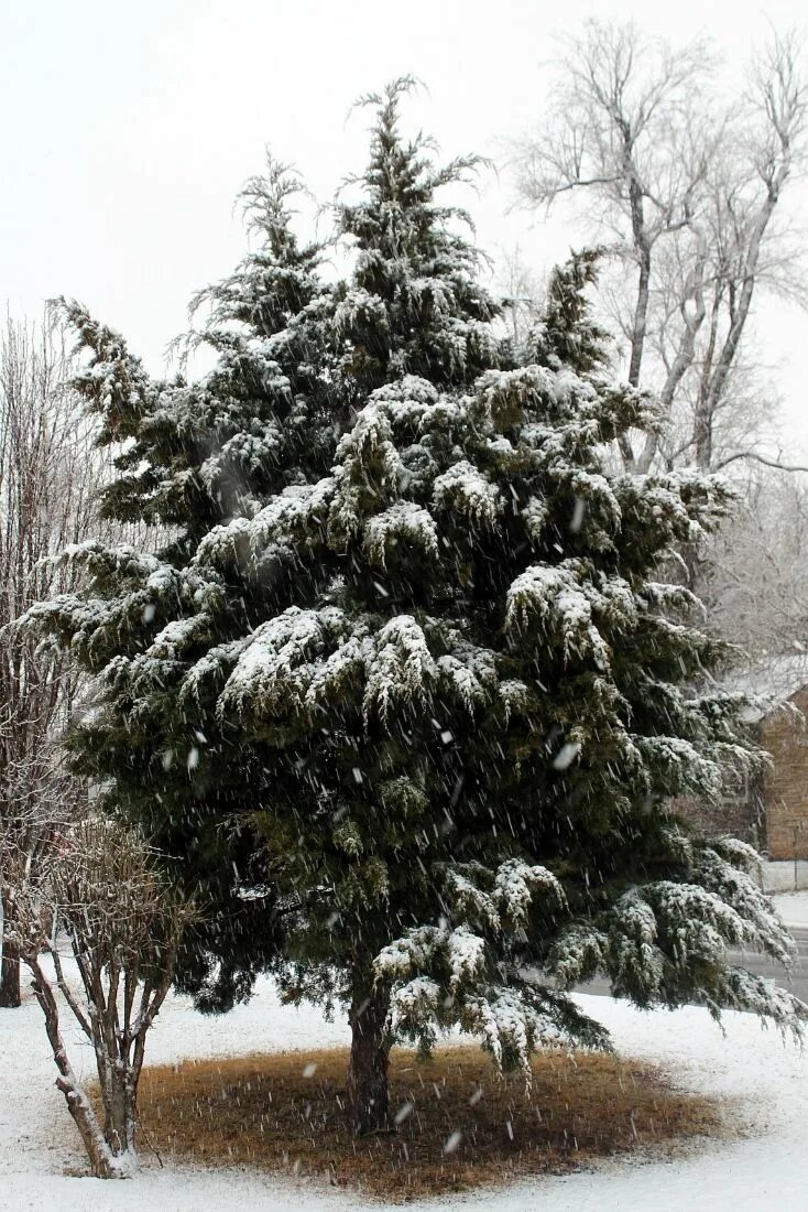 Кедр зимой фото #Cedar #trees are #evergreen conifers that can be found in many shapes, sizes, a