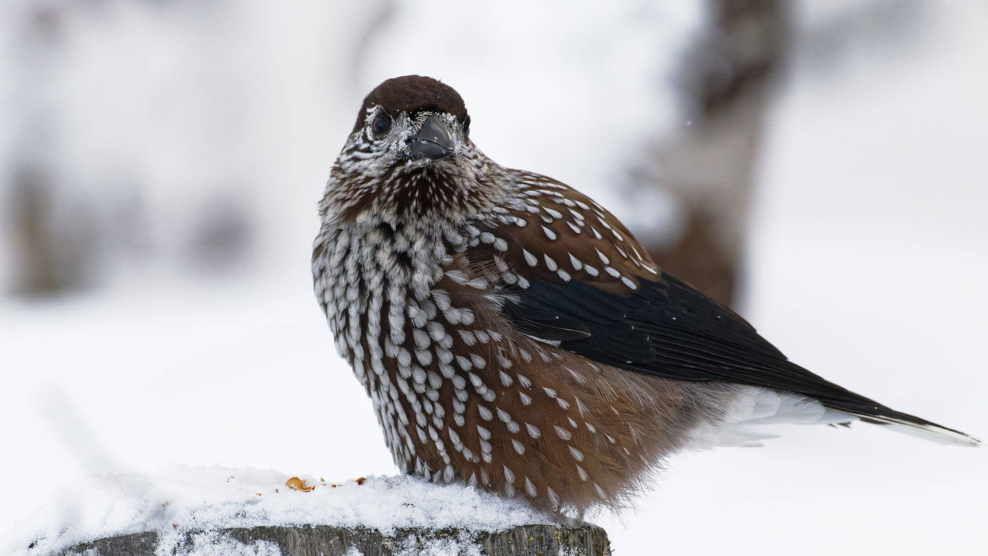 Кедровка птица фото Spotted Nutcracker (Nucifraga caryocatactes). Birds of Siberia.