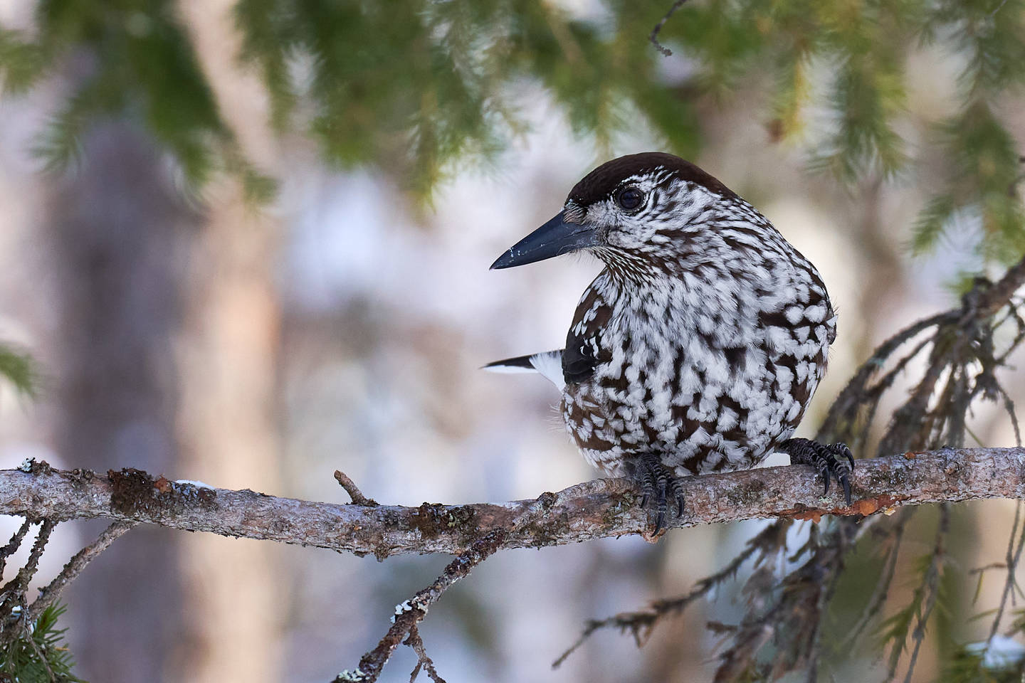 Кедровка птица фото Spotted Nutcracker (Nucifraga caryocatactes). Birds of Siberia.