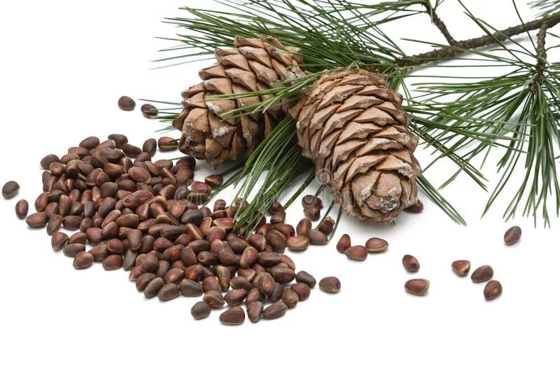 Кедровый орех фото дерева Cedar cones stock image. Image of autumn, cones, landscape - 77197425