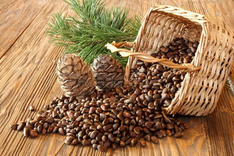 Кедровый орех фото дерева A Wicker Basket with Handle. Stock Image - Image of nature, small: 40571013