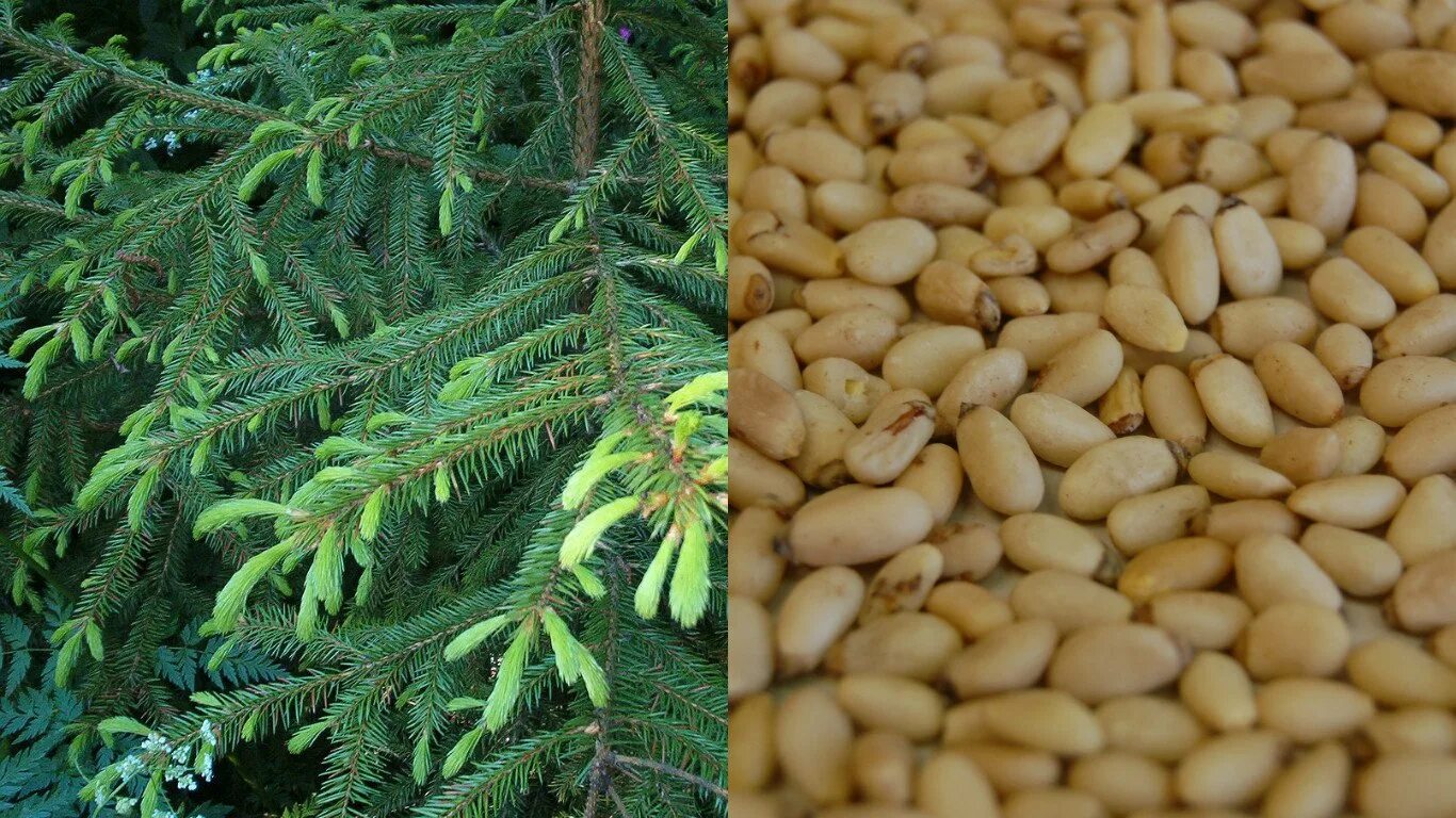 Кедровый орех фото дерева HEIRLOOM NON GMO Korean Pine (Pine Nuts) 10 seeds USA SELLER