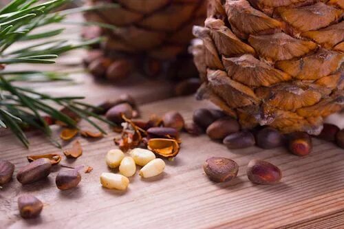 Кедровый орех фото дерева Are you looking to harvest pine nuts? Well here are some tips on how to harvest 