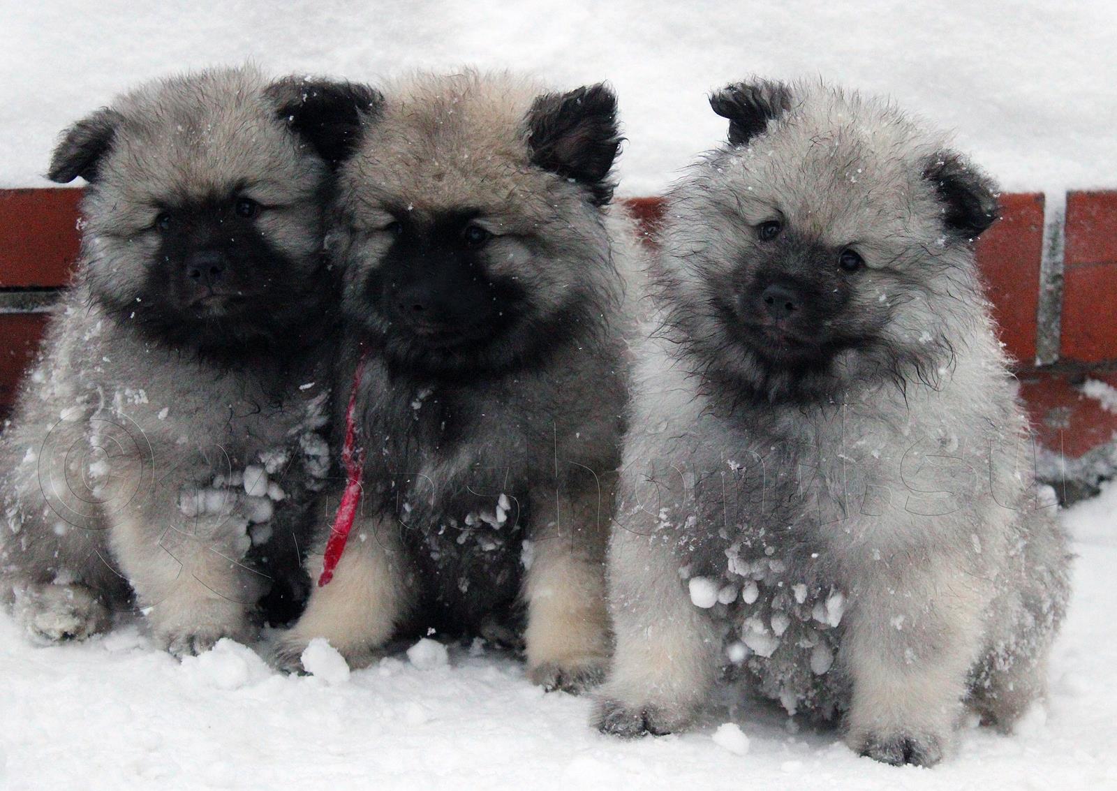 Кеесхонд собака фото щенки keeshond.su - Щенок кеесхонда, вольфшпица - инструкция для покупателей по уходу 