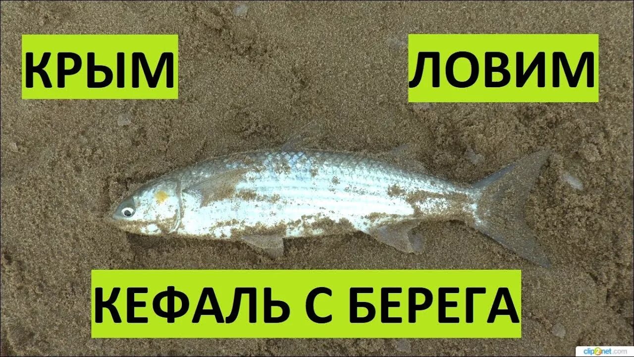 Кефаль черноморская на что ловить Крым. Рыбалка на море. Кефаль оснастка насадка. - YouTube