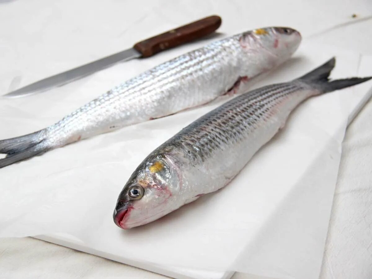 Кефаль рыба фото Buy Whole Mackerel Online Freshly Frozen Atlantic Mackerel The Fish Society