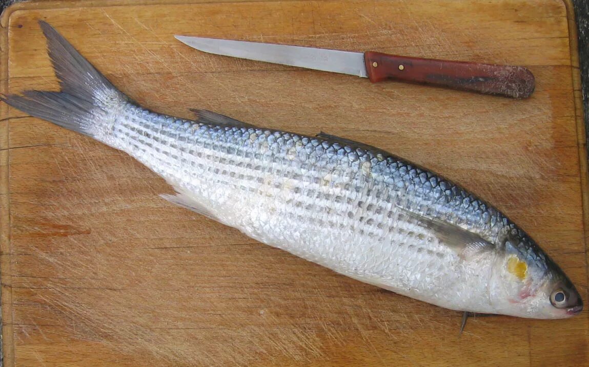 Кефаль рыба фото Golden Grey Mullet British Wildlife Wiki Fandom