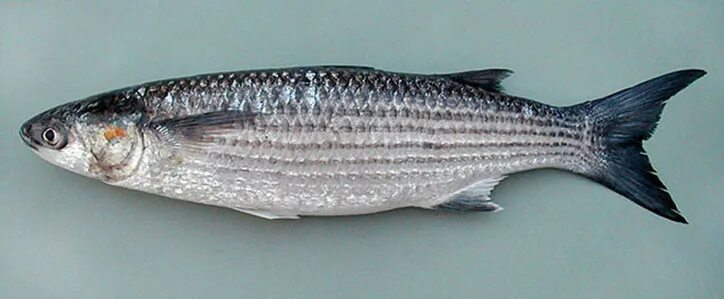 Кефаль рыба фото Golden grey mullet (Chelon aurata) adriaticnature