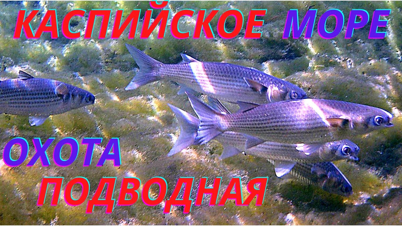 Кефаль в черном море фото Подводная охота в Каспийском море! - YouTube