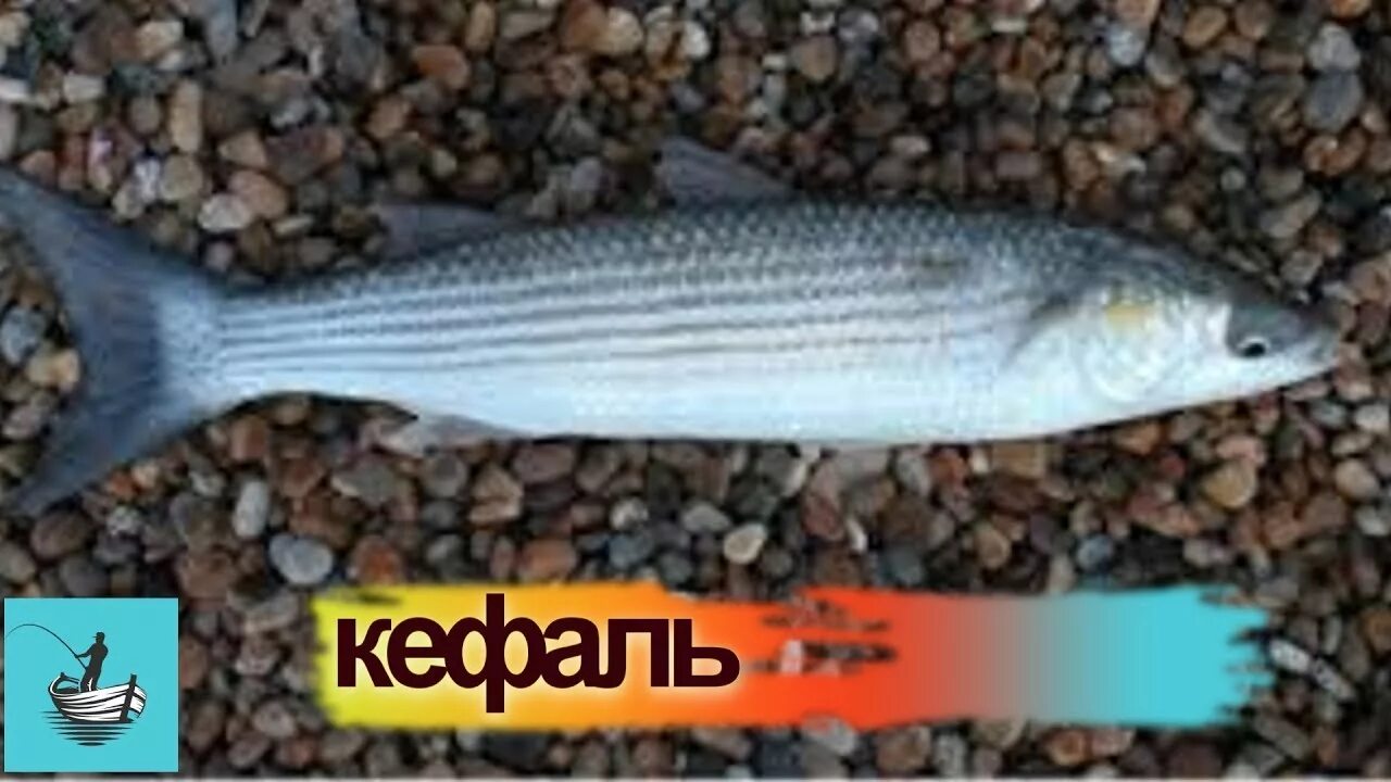 Кефаль в черном море фото Как сделать снасть на кефаль - YouTube