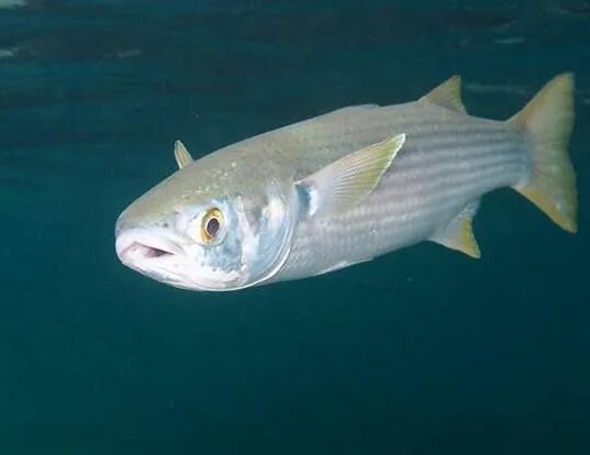 Кефаль в черном море фото Flathead grey mullet (Mugil cephalus). Mullet fish, Mullets, Life expectancy