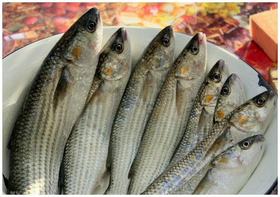 Кефаль в черном море фото килька мороженая купить - купить по низкой цене на Яндекс Маркете