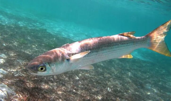 Кефаль в черном море фото Flathead grey mullet (Mugil cephalus) adriaticnature