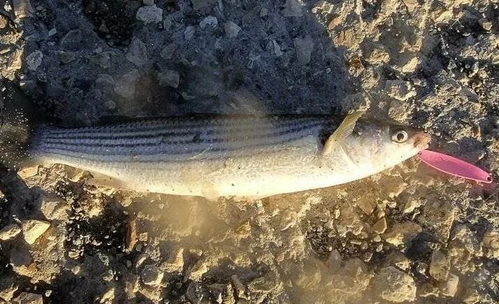 Кефаль в черном море фото Новороссийцев просят до 30 апреля не ловить в закрытой акватории порта кефаль, п
