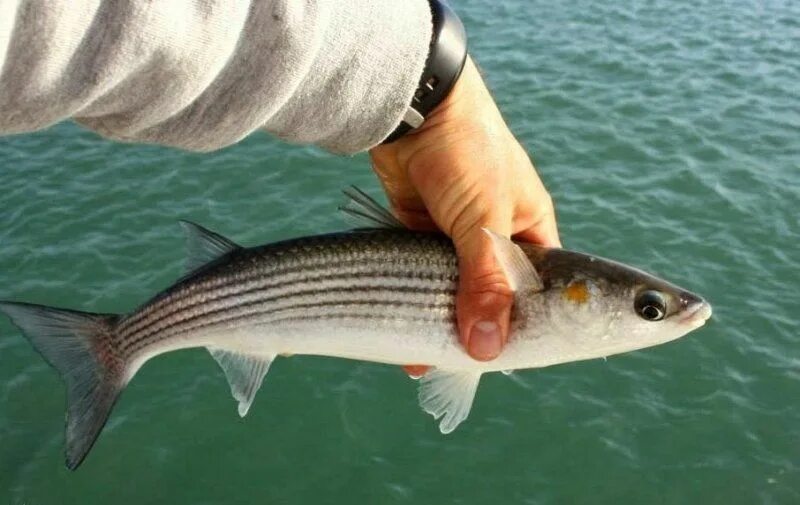 Кефаль в черном море фото Кефаль Fish