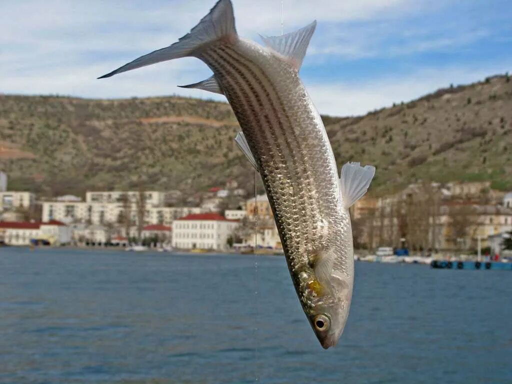 Кефаль в черном море фото Пеленгас в черном море - Фото