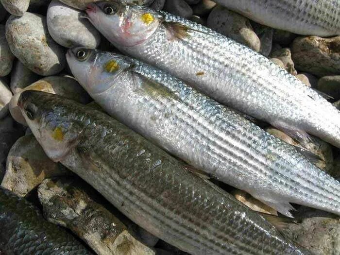 Кефаль в черном море фото Продаю свежую кефаль: 900 тг. - Продукты питания / напитки Актау на Olx