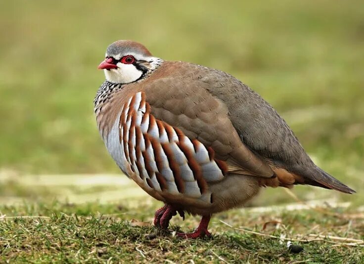 Кеглики птицы фото Chukar - Upland Game Bird Game birds, Partridge, Bird pictures