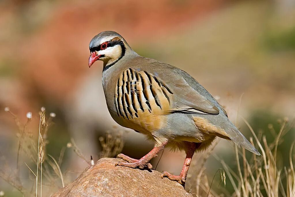 Кеглики птицы фото Chukar Upland bird hunting, Bird hunting, Pet birds