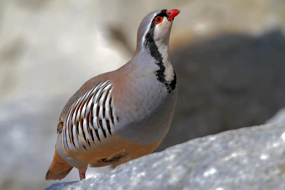 Кеглики птицы фото Rock Partridge Birds Wiki Fandom