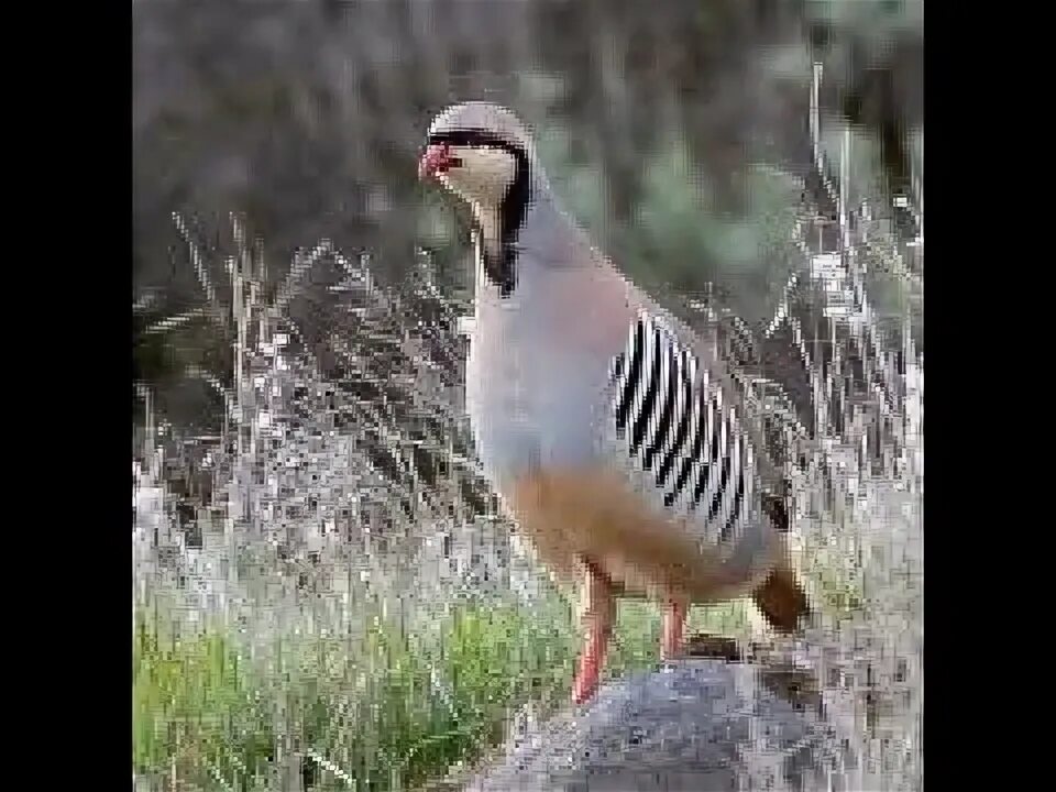 Кеглики птицы фото chukar call - YouTube