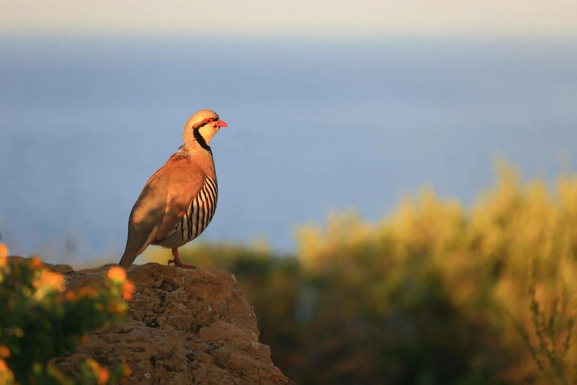 Кеглики птицы фото Go Slow in Southern Cyprus - Naturetrek