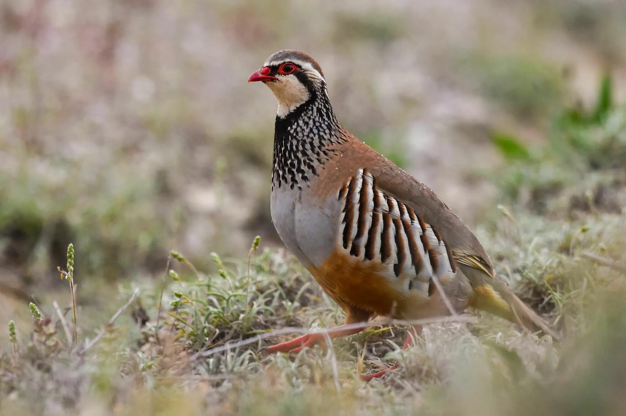 Кеклик птица фото Red-legged Partridge (Alectoris rufa) Walking alone the Internet Bird Collection