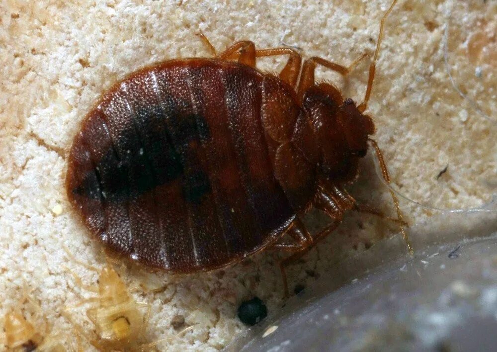 Кексы клопа фото Study ID's Several Bed Bug Repellents That Could Keep Your Luggage Pest-Free Bed