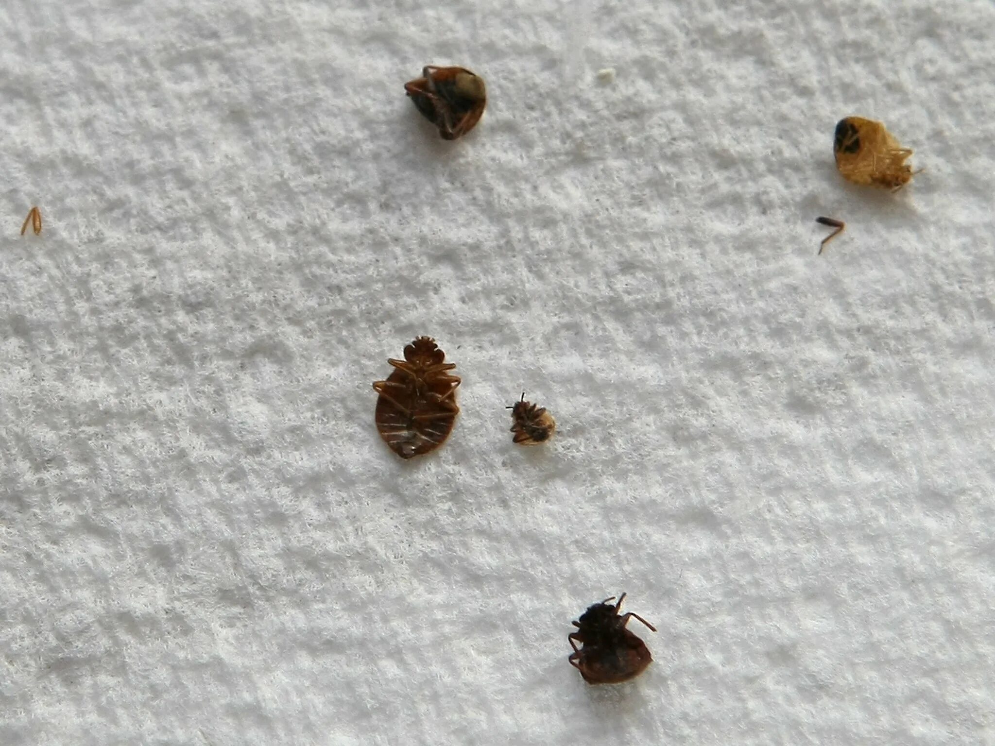 Кексы клопа фото France launches bedbug hotline after insects make resurgence The Independent The