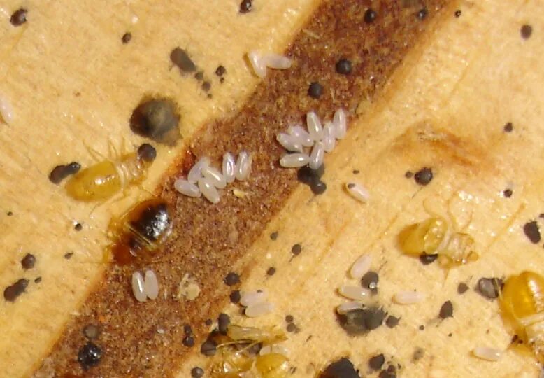 Кексы клопа фото bed bug larvae 1 : Biological Science Picture Directory - Pulpbits.net