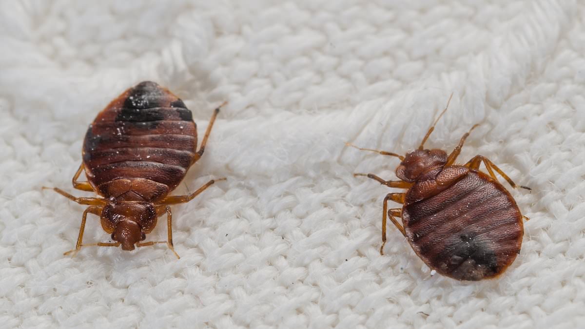 Кексы клопа фото Bed bugs are sneaking onto trains and buses - here's how to avoid them while tra