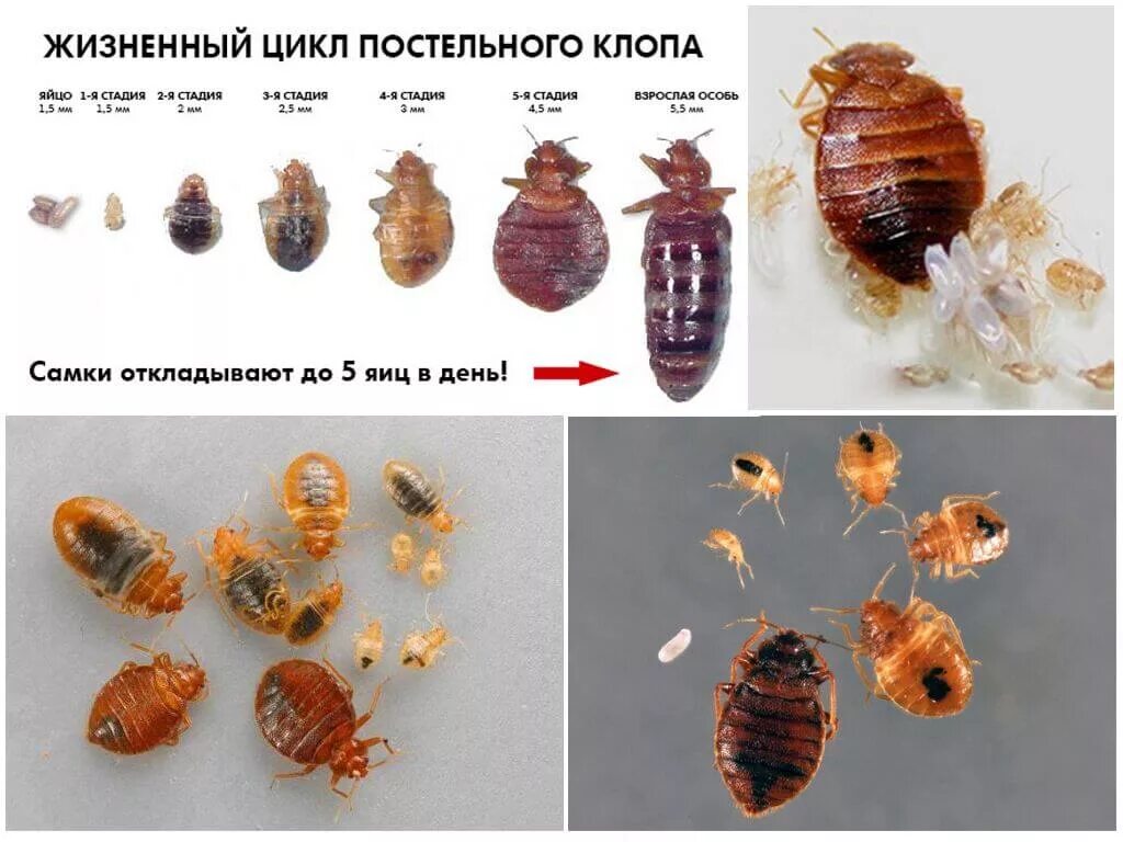 Кексы клопа фото Как выглядят яйца клопов? Где искать личинки клопов