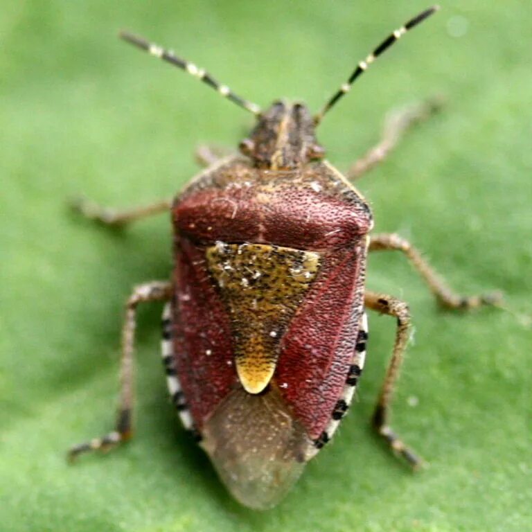 Кексы клопа фото Sloe Bug/ Hairy Shieldbug