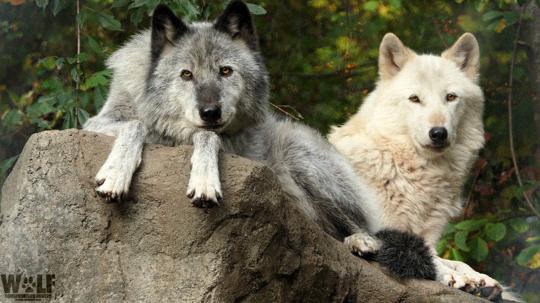 Келай тайский волк фото Wolf Conservation Center on Twitter Wolf conservation center, Conservation, Birt