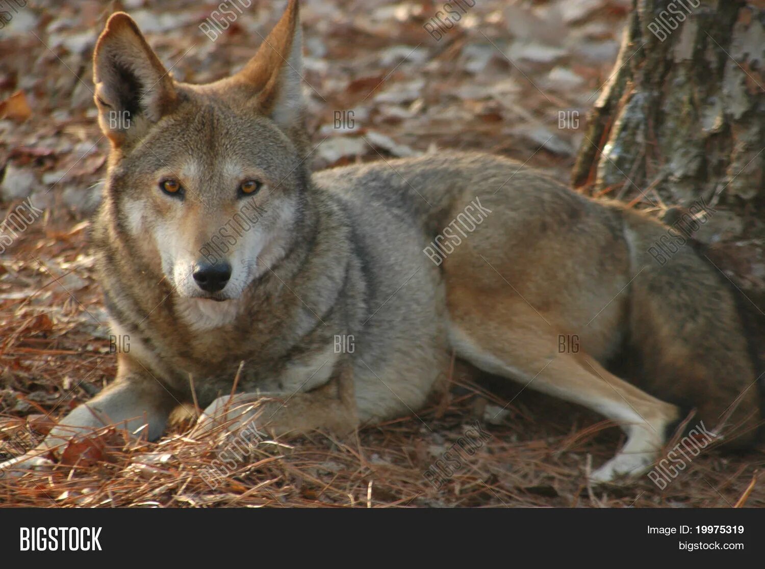 Келай тайский волк фото Wolf, Red (Canus Rufus Image & Photo (Free Trial) Bigstock