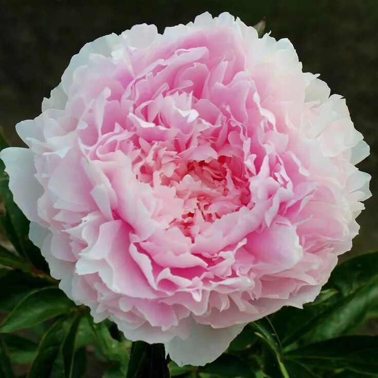 Келли энн пион фото Dakota Princess' Peonies, American peonies, Peonies garden