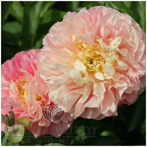 Келли энн пион фото Kayleigh Ann Peonies, Rose, Plants