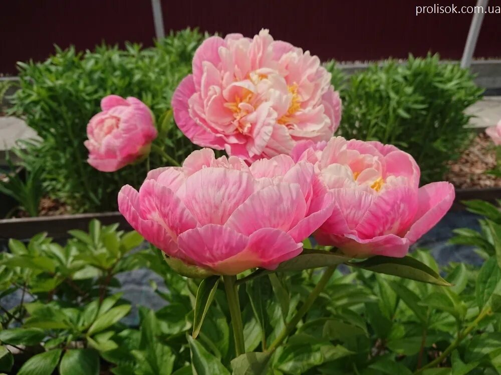 Келли энн пион фото ᐅ Пион "Кейли Энн" (Paeonia "Kayleigh Аnn") купить по цене производителя ✓ доста